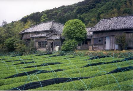 Aki-Bancha, Shimodozono Kagoshima, grüner Tee Bio, 1kg